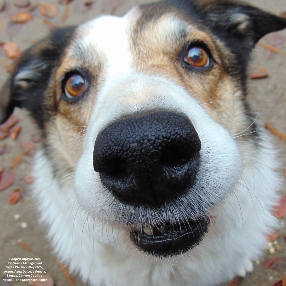 Poop Pickup Pros Pet Waste Management Dog poop Pickup SCV Santa Clarita Valley