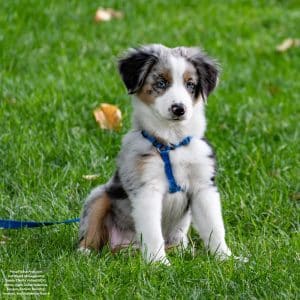 SCV Poop Pickup Pros Pet Waste Management Dog poop Pickup(8)