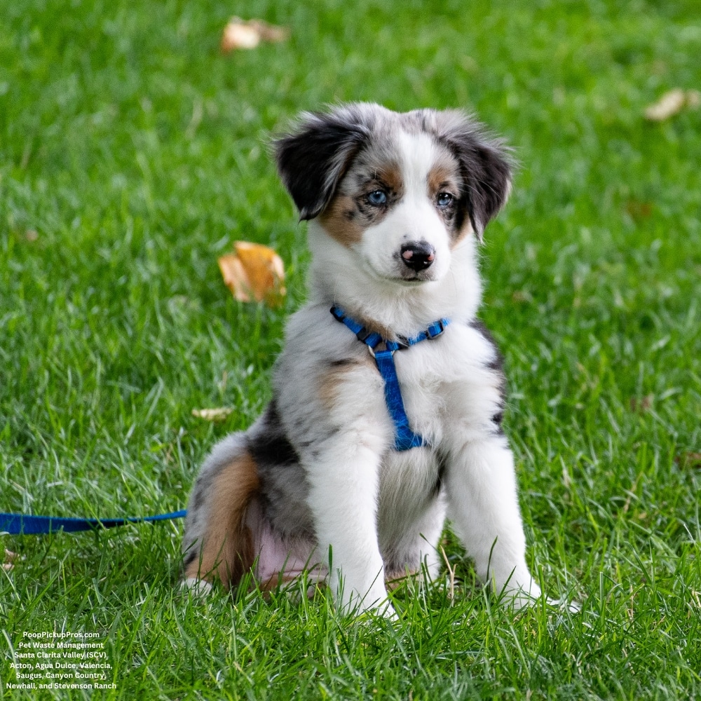 SCV Poop Pickup Pros Pet Waste Management Dog poop Pickup(8)