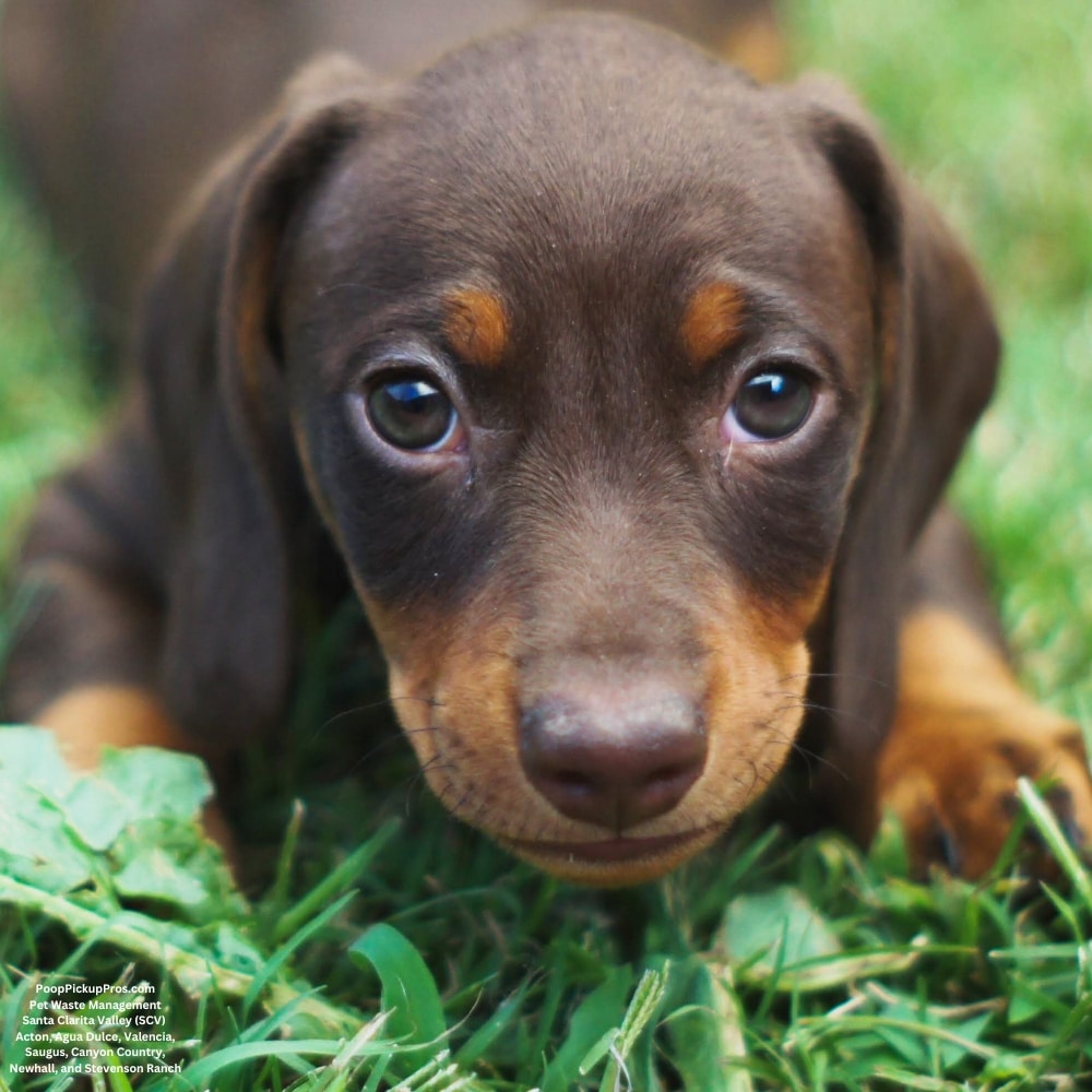 Poop Pickup Pros Pet Waste Management Dog poop Pickup(9)