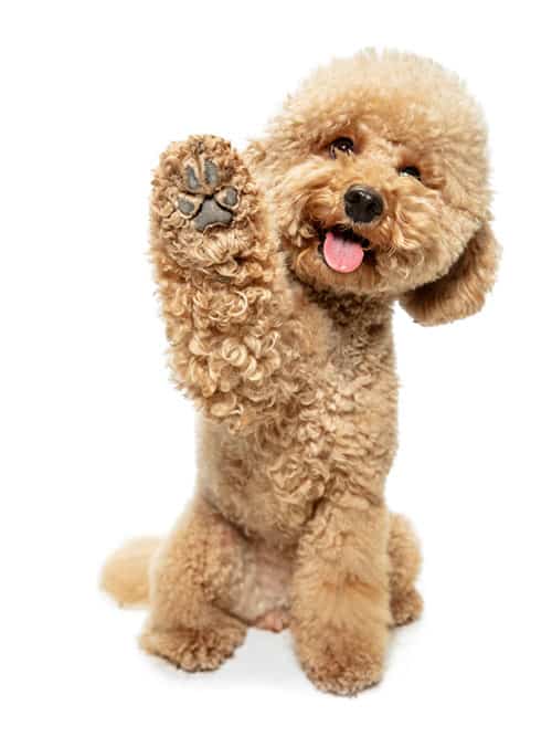 Poop Pickup Pros - SCV Pet waste removal