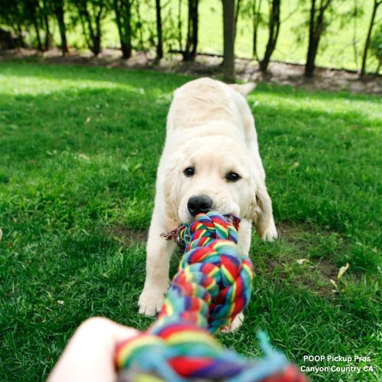 pooper scooper service pet waste removal pet waste removal service