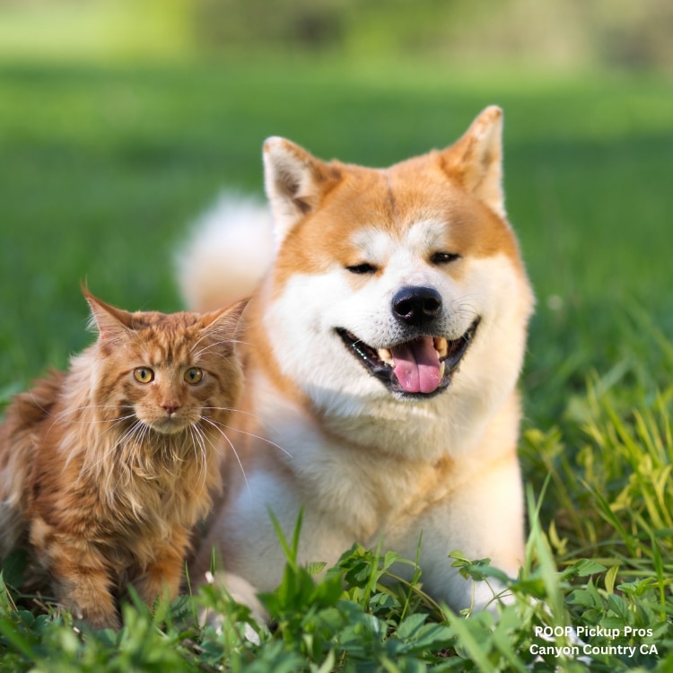 Fast and reliable pooper scooper service pet waste removal pet waste removal service