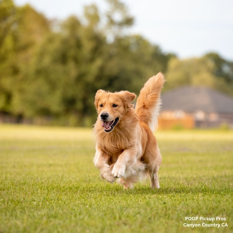 POOP Pickup Pros Canyon Country CA - pooper scooper service pet waste removal pet waste removal service