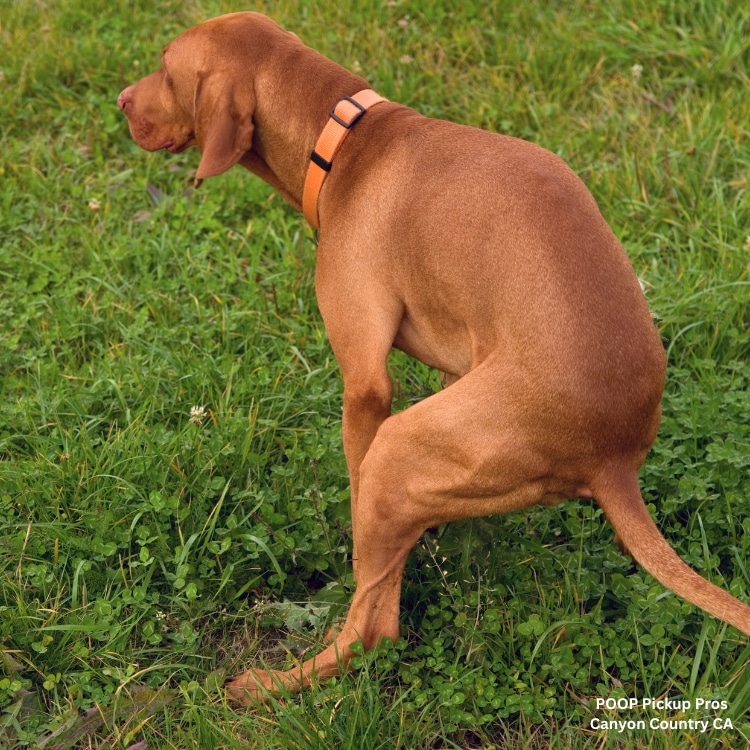 pooper scooper service pet waste removal pet waste removal service