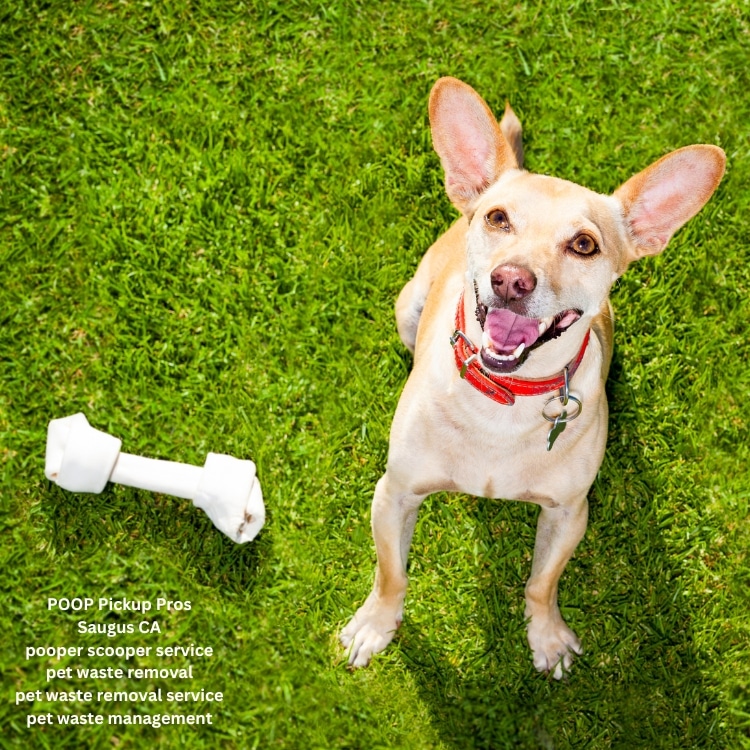 pooper scooper service pet waste removal pet waste removal service pet waste management dog poop clean up service