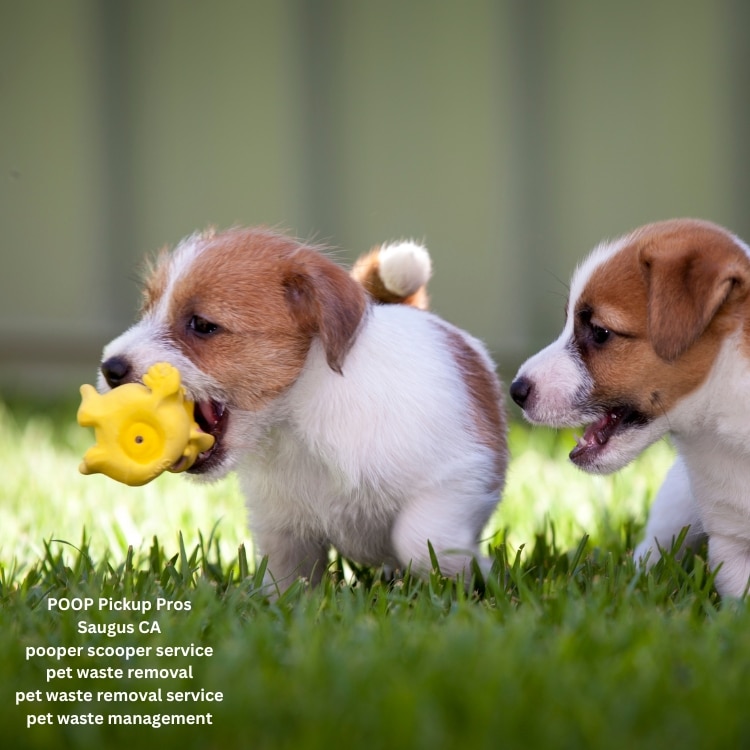 pooper scooper service pet waste removal pet waste removal service pet waste management dog poop clean up service