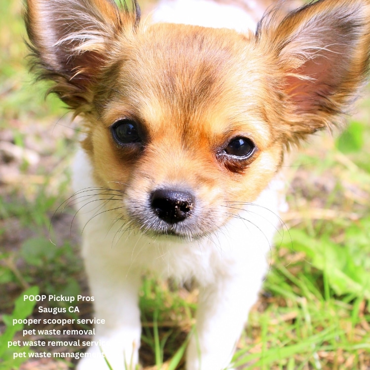 POOP Pickup Pros Saugus CA(29)