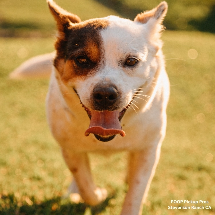 pooper scooper service pet waste removal pet waste removal service pet waste management