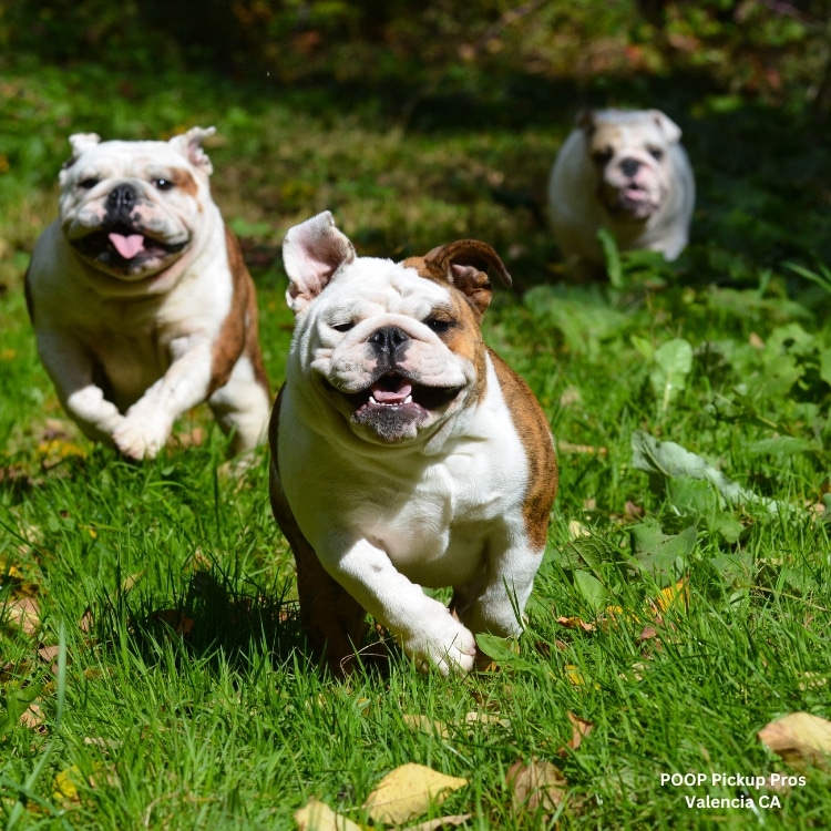 POOP Pickup Pros Valencia CA pet waste removal management