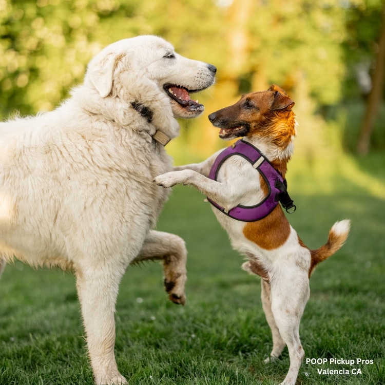 pooper scooper service pet waste removal pet waste removal service pet waste management dog poop clean up service