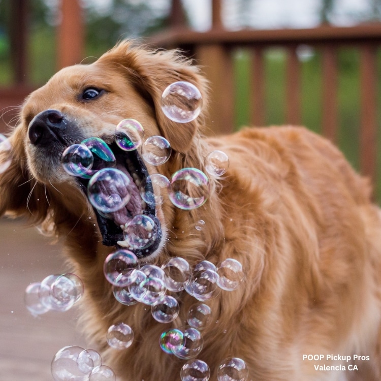 Quick and fast We love Valencias CA pooper scooper service pet waste removal pet waste removal service pet waste management dog poop clean up service