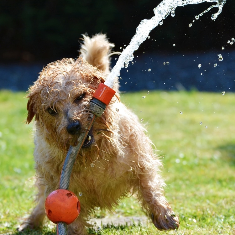 Valencias CA #1 pooper scooper service pet waste removal pet waste removal service pet waste management dog poop clean up service