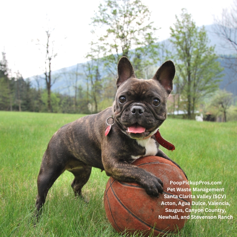 Poop Pickup Pros Pet Waste Management Dog poop Pickup SCV Santa Clarita Valley (2)